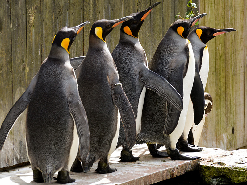King Penguins at Birdland