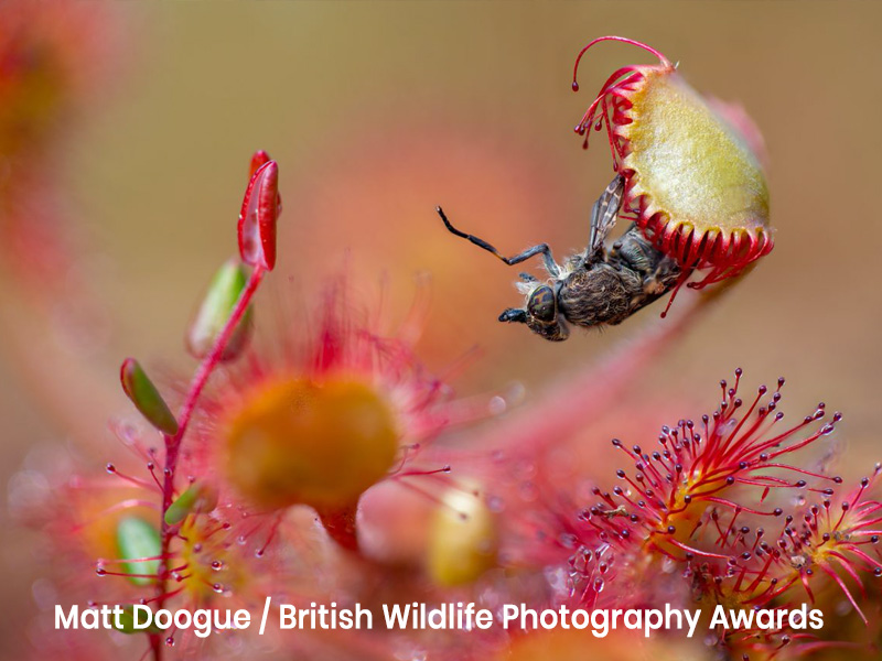 British Wildlife Photography Awards 2023