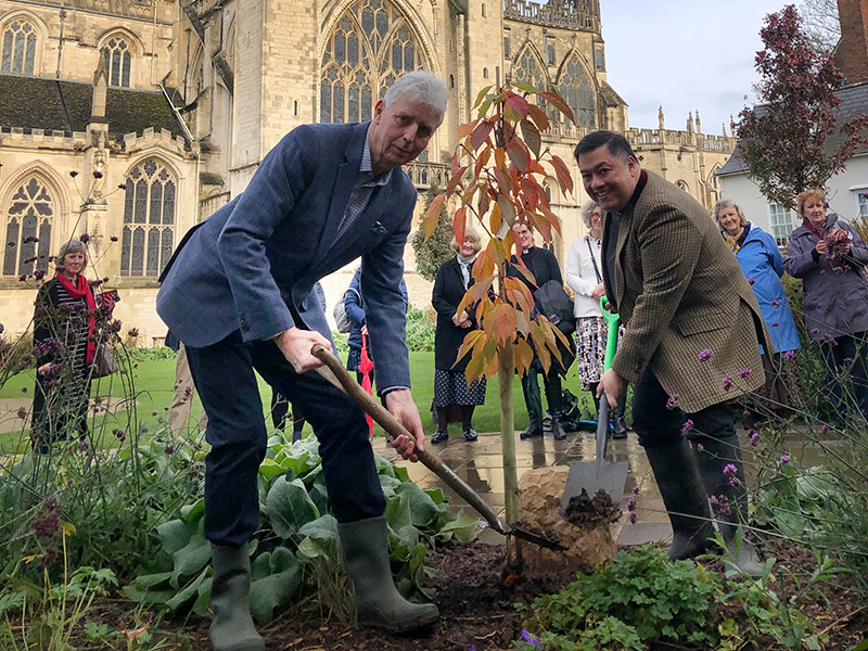 Trees at Gloucester Cathedral