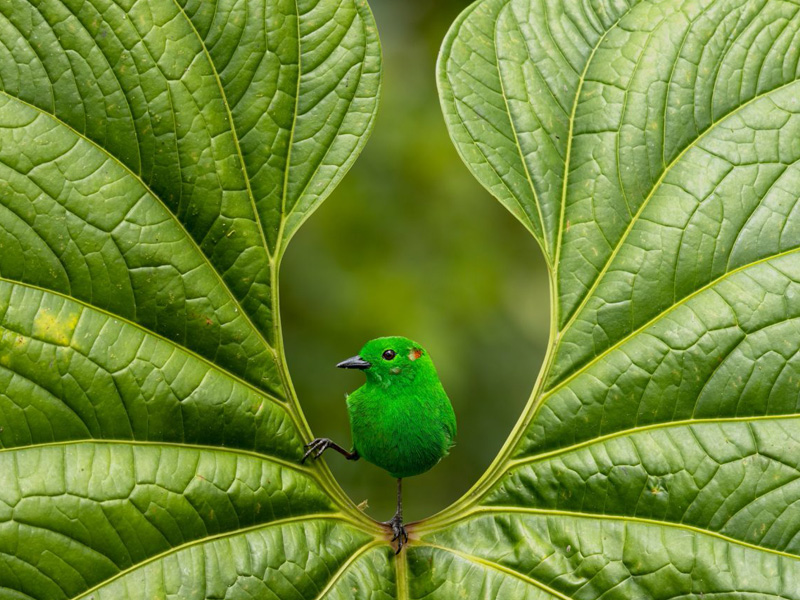Bird Photographer of the Year at Nature in Art