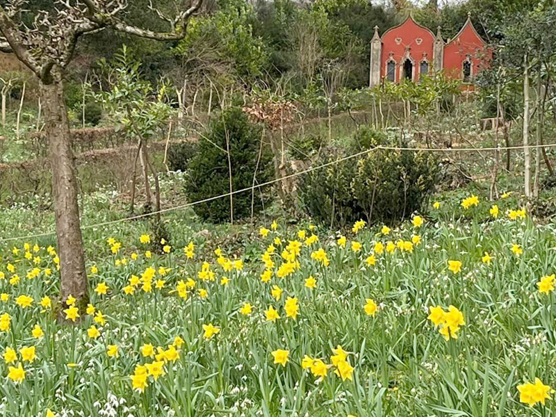 Daffodils at Painswick Rococo Garden