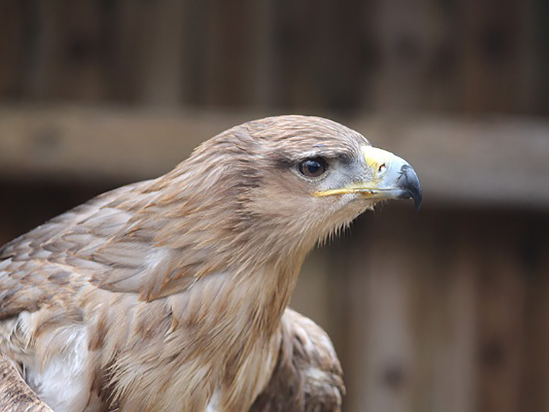 Cotswold Falconry Centre at Batsford Arboretum