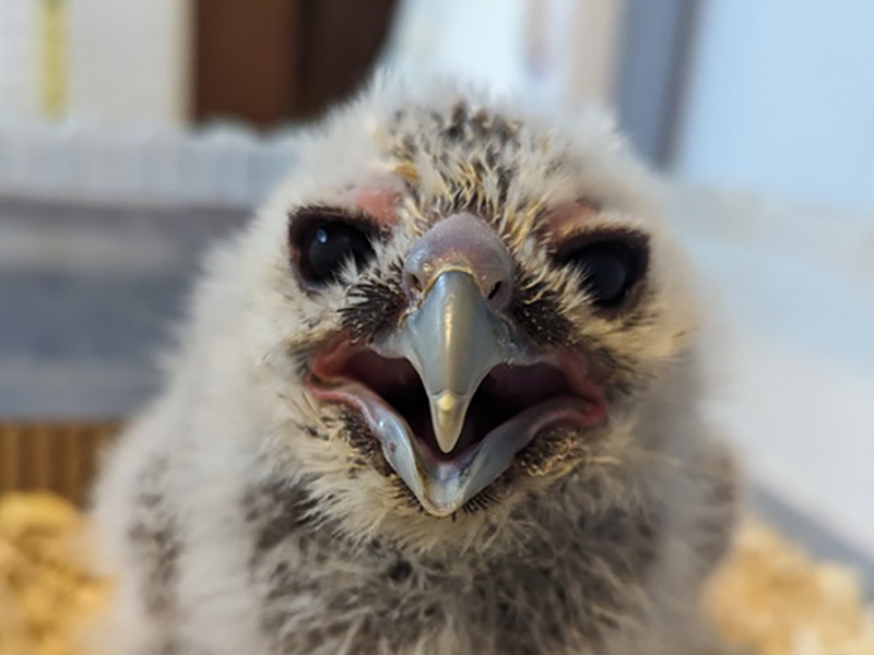 Milky Owl Cotswold Falconry Centre