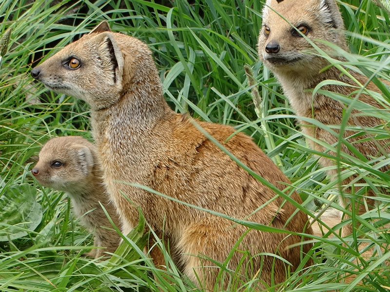 Kaleb Cooper at Cotswold Wildlife Park