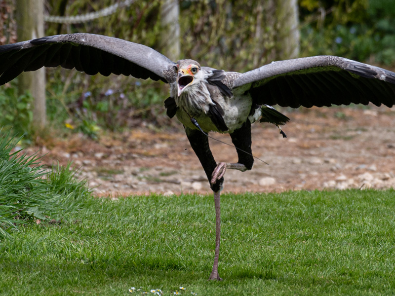 Hattie at Cotswold Falconry Centre