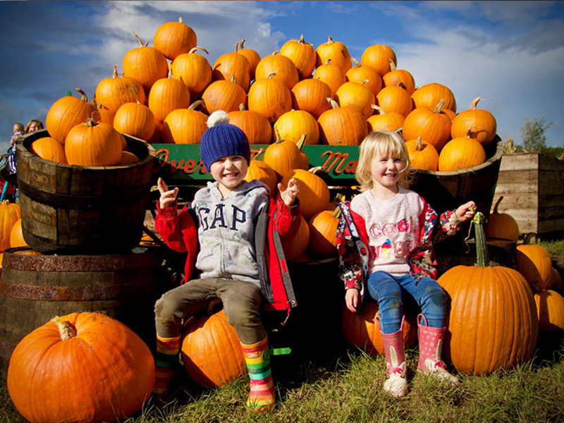 PYO Pumpkins at Over Farm