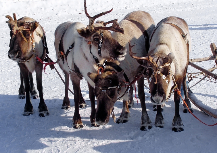 Reindeer in Tewkesbury