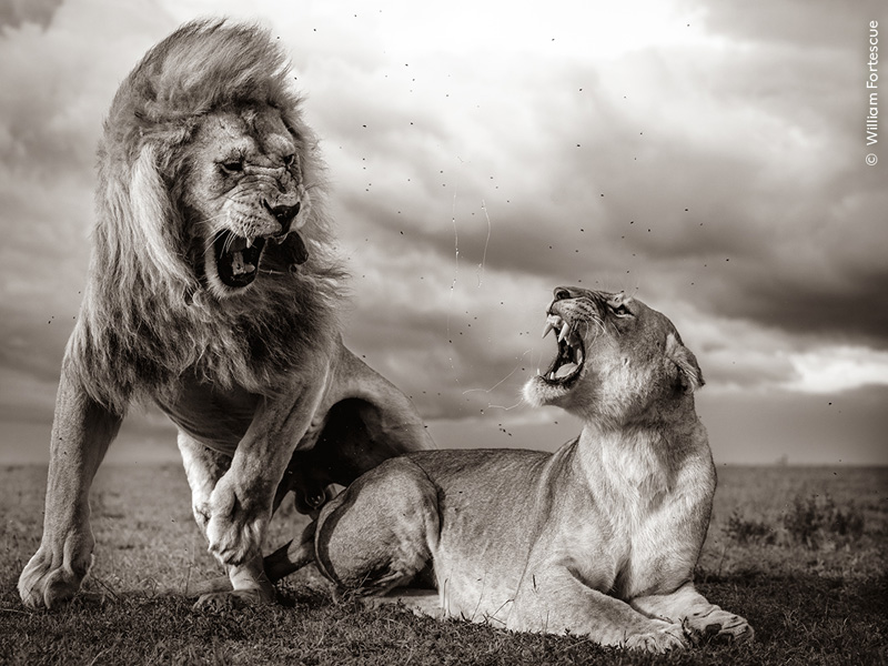 Wildlife Photographer of the Year at Nature in Art