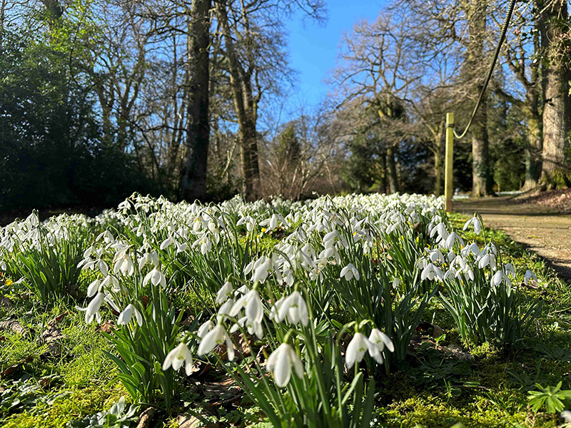 Snowdrops at Batsford Arboretum in the Cotswolds