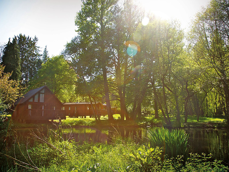 Whitemead Forest Park - Cheltenham Races