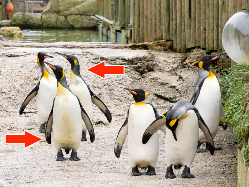 New King Penguins at Birdland