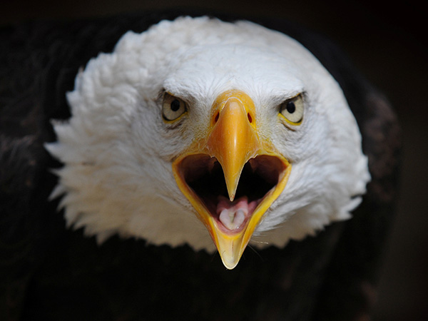 Flying Start Experience for Two at Cotswold Falconry Centre