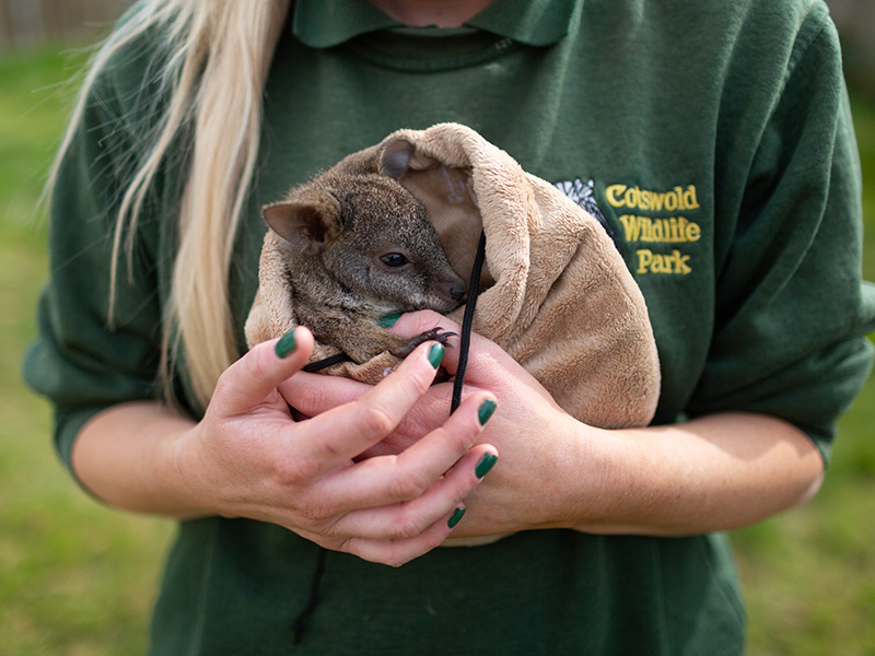 Elvis the Wallaby at Cotswold Wildlife Park