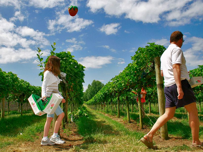 PYO Strawberries at Primrose Vale