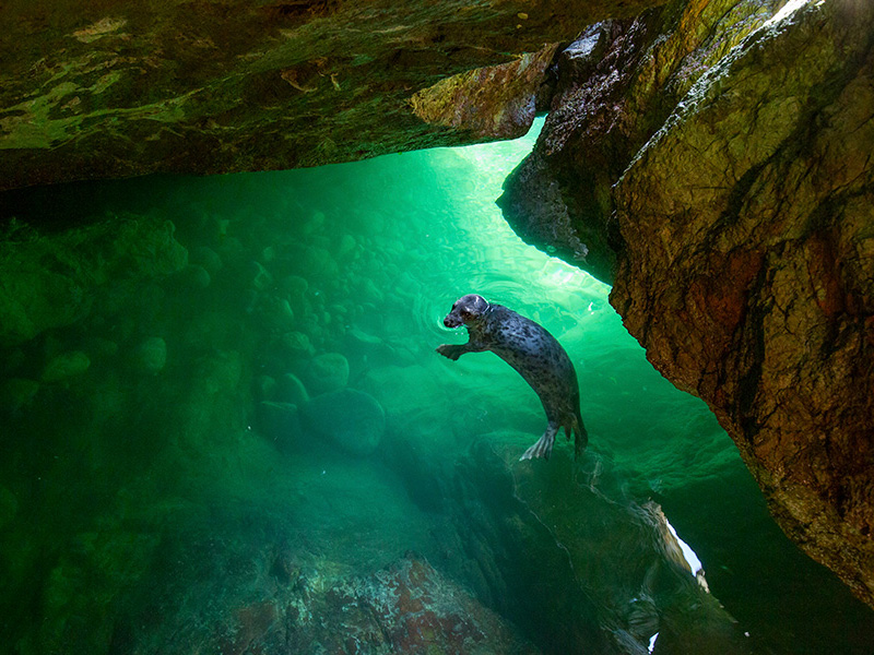Nature in Art 2025 British Wildlife Photography Awards