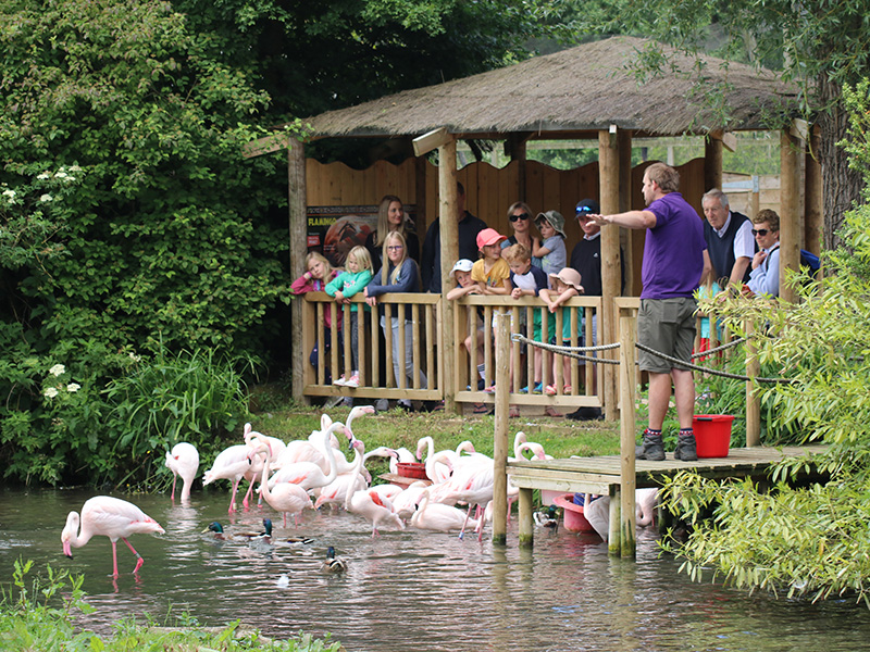 Birdland Summer Holidays