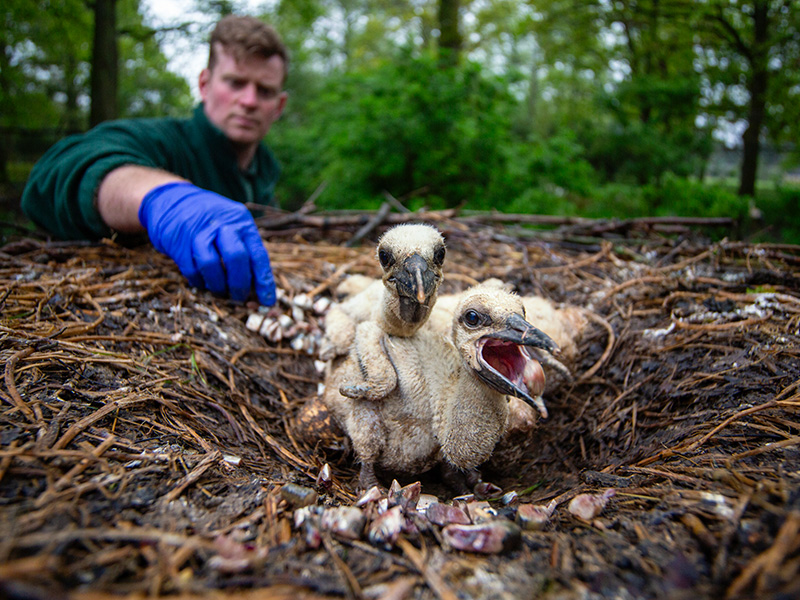 White Storks Cotswold Wildlife Park