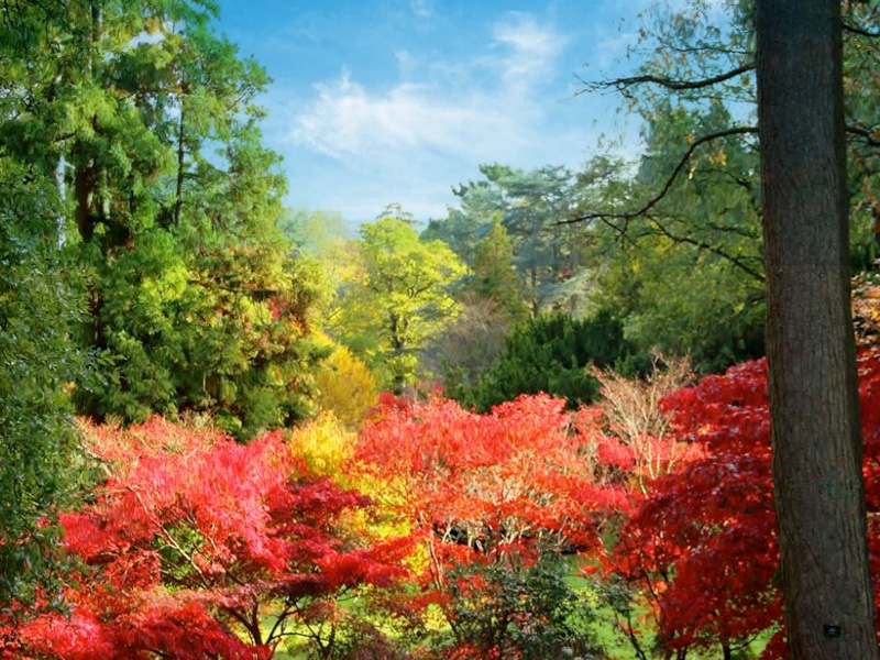 Autumn trees at Batsford Arboretum