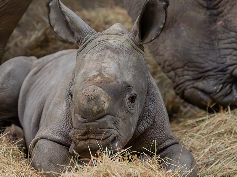 Markus the Rhino Cotswolds Wildlife Park