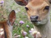 Spring arrives at Dick Whittington Farm Park