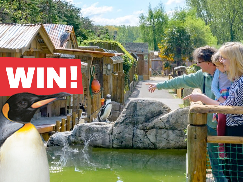 Birdland penguins photos