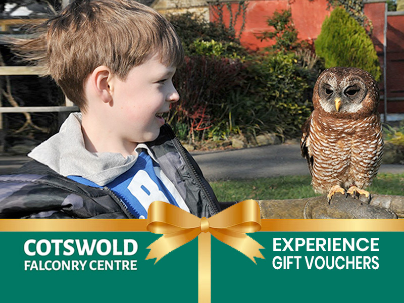 Flying birds of prey in hte Cotswolds