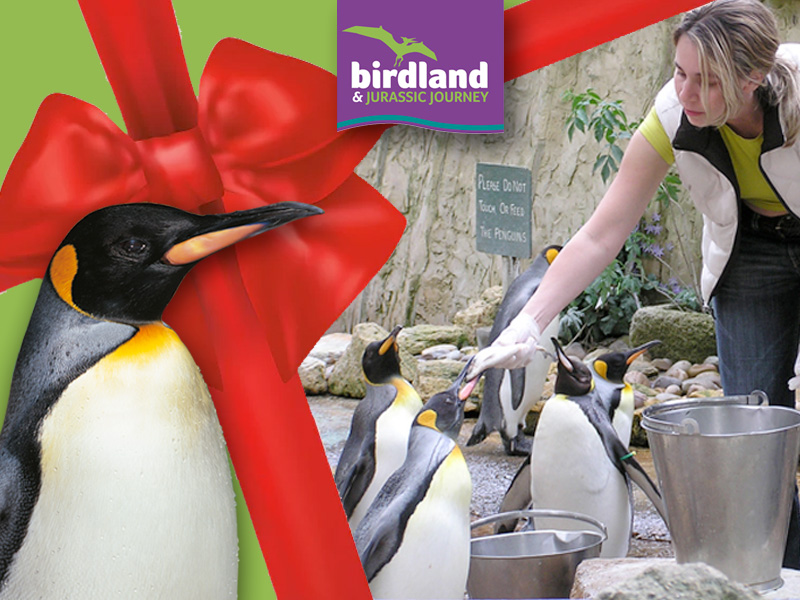 Feed a penguin Birdland Cotswolds