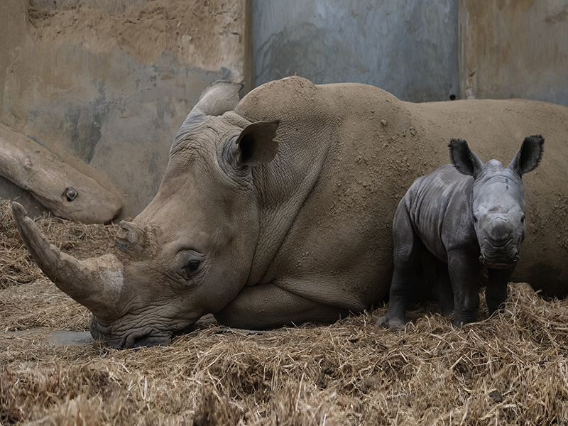 Baby rhinos at Cotswold Wildlife Park
