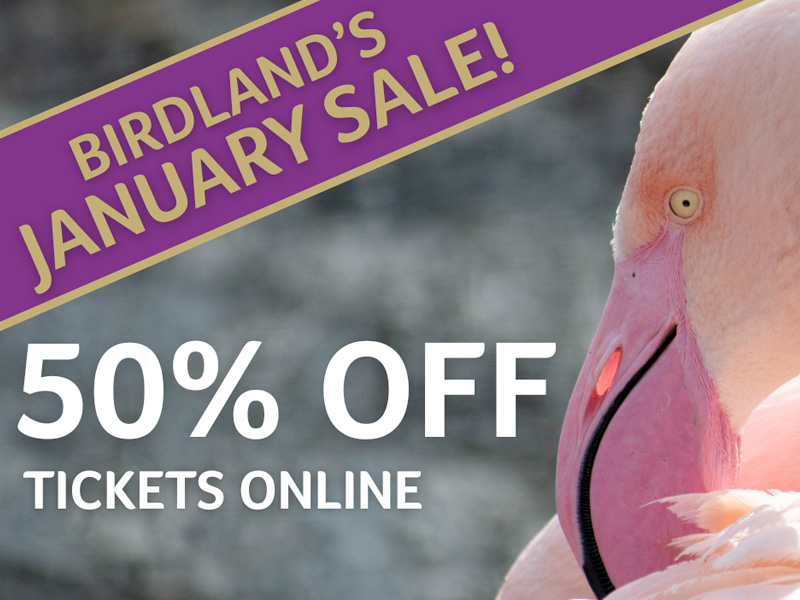 Cheap Birdland tickets
