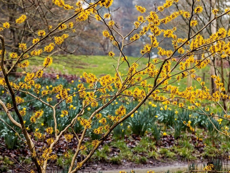 Batsford Arboretum Winter Flowers