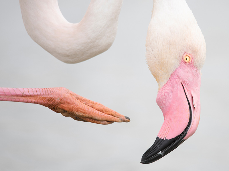 Wildlife Photographer of the Year Exhibition 2026