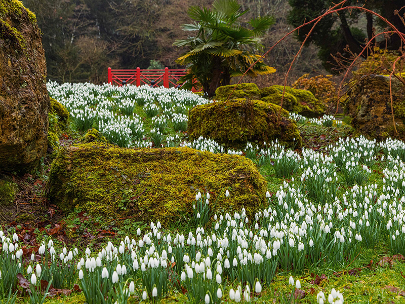 Batsford Snowdrops Cotswolds