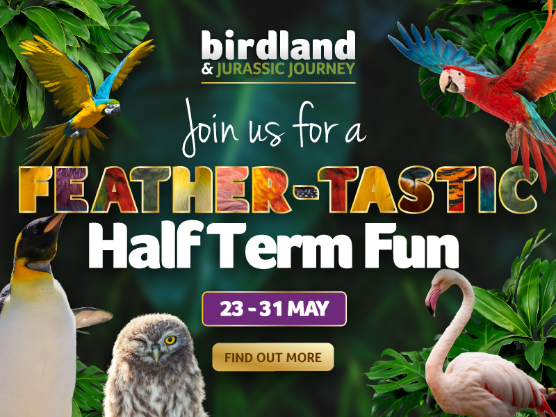 Birdland things to do