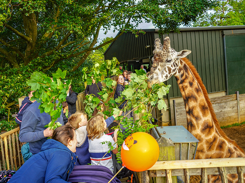 Giraffes at Cotswold Wildlife Park