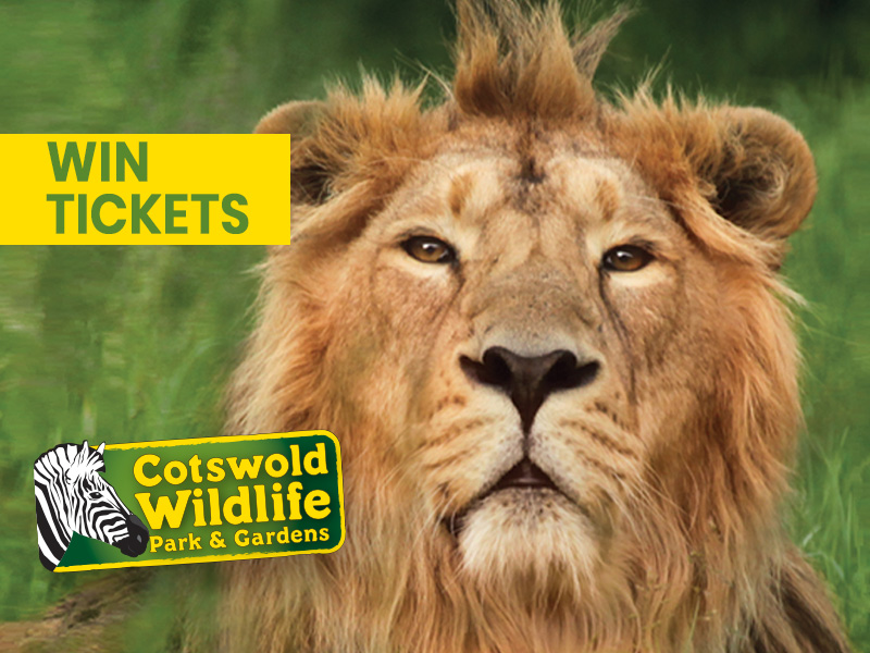 Lions at Cotswold Wildlife Park