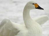 Events at WWT Slimbridge
