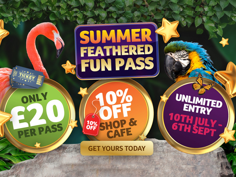 Birdland Summer Pass