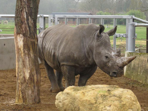 Cotswold Wildlife Park