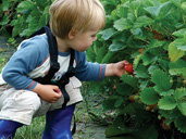 PYO Strawberries in Gloucestershire