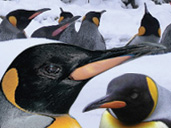 Watch  the Penguins in the snow at Birdland Park & Gardens