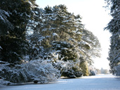 Winter wonderland at Westonbirt Arboretum