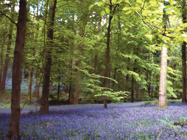 Bluebells in the Forest of Dean