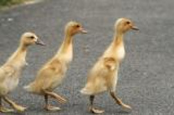 Events at WWT Slimbridge