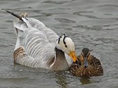 Odd couple swim beak to beak at WWT Slimbridge