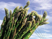 British Asparagus in Gloucestershire