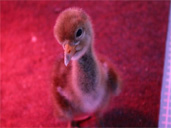 Events at WWT Slimbridge