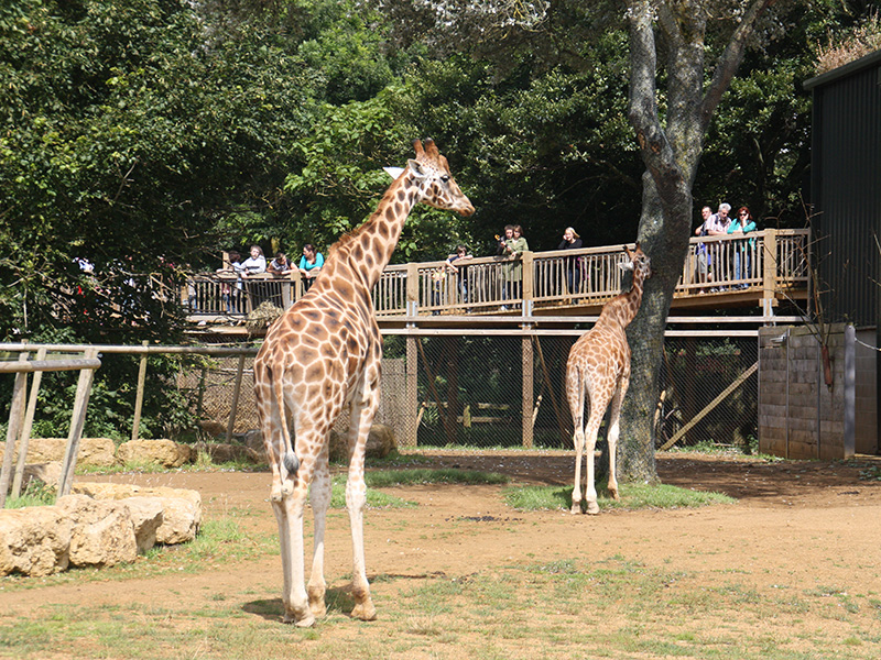 Giraffes at Cotswold Wildlife Park