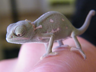 Tiny new arrivals at Cotswold Wildlife Park