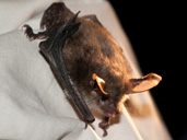 Rare Woodland Bat found at Westonbirt Arboretum