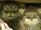 First Pallas Cat kittens born at Cotswold Wildlife Park